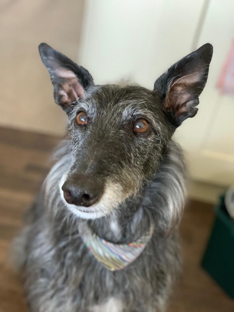 Hector the Lurcher dog, mascot and influence for the illustration company Hector and Bone